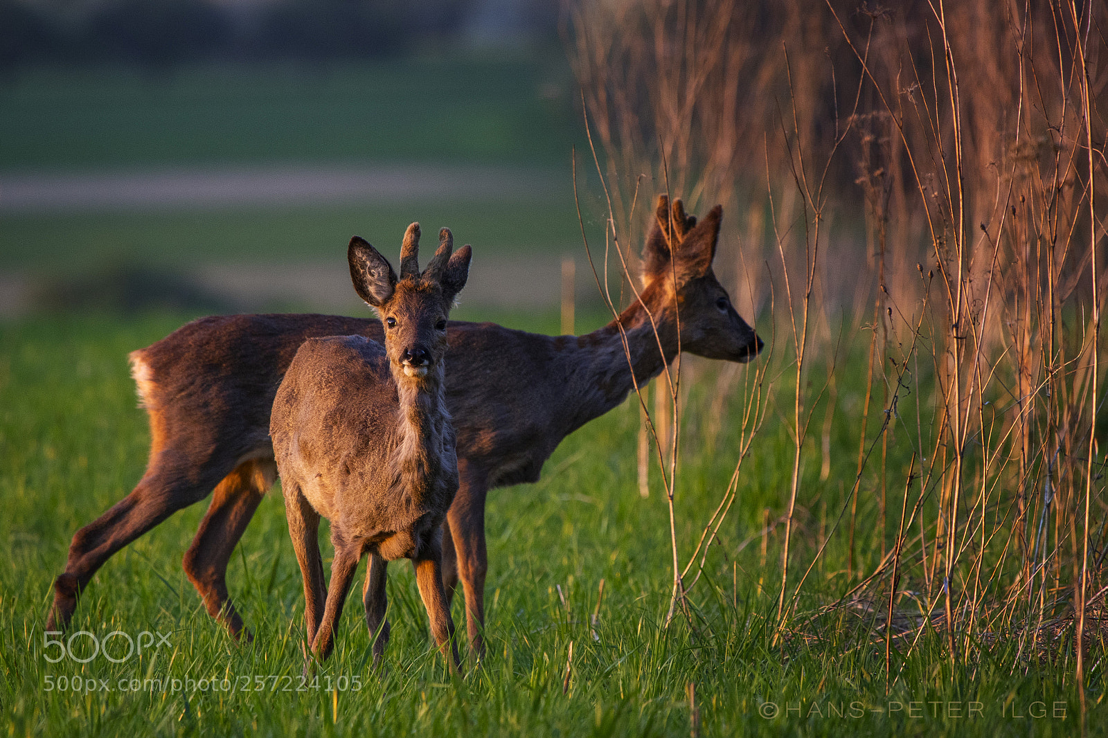 Canon EOS 7D Mark II sample photo. Always alert photography