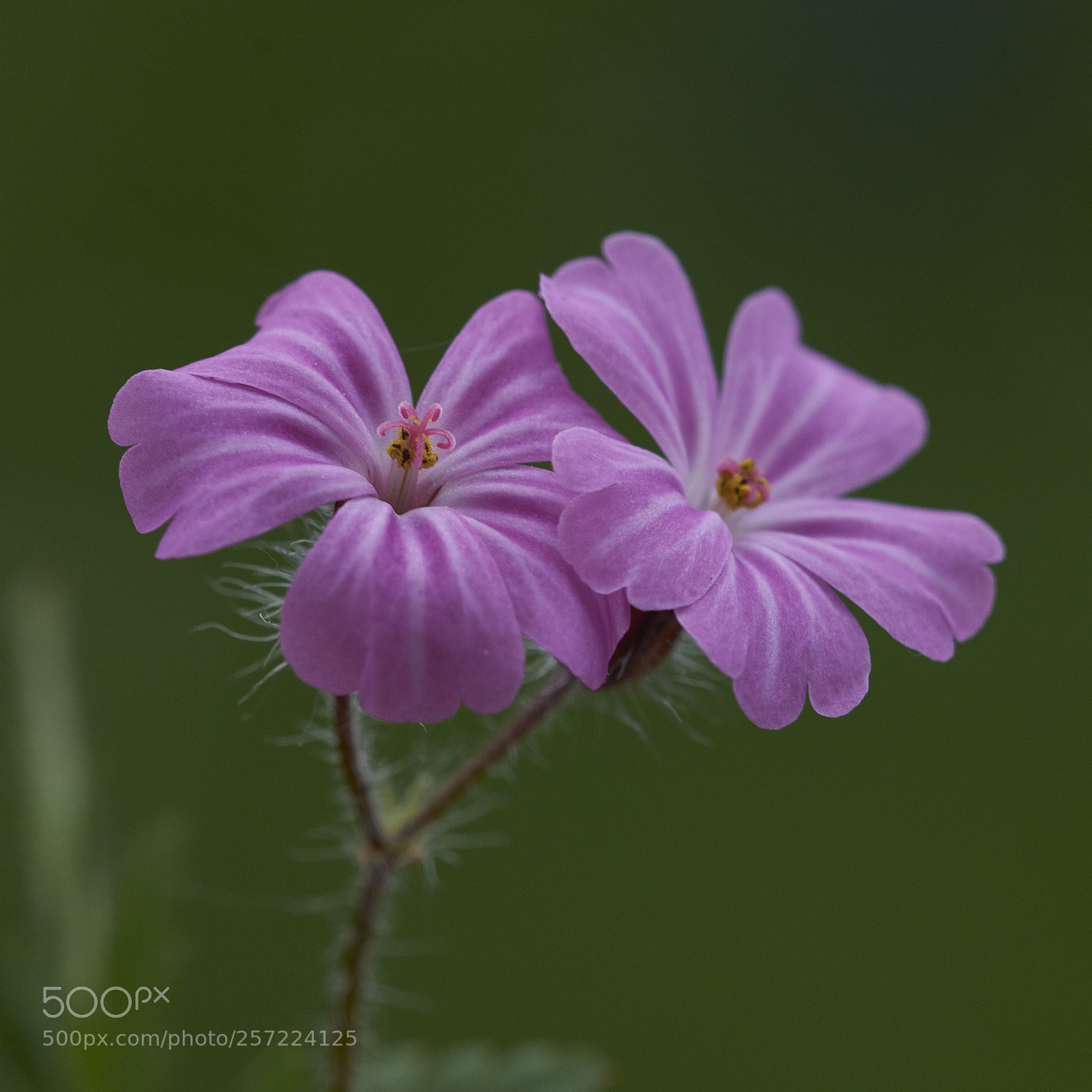 Nikon D7200 sample photo. Herb robert - geranium photography