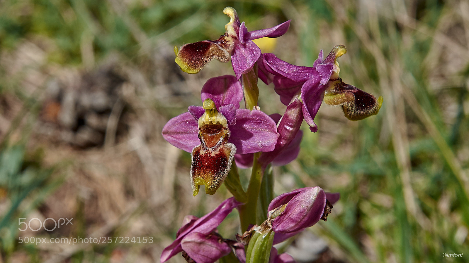 Nikon D7200 sample photo. Ophrys tenthredinifera photography