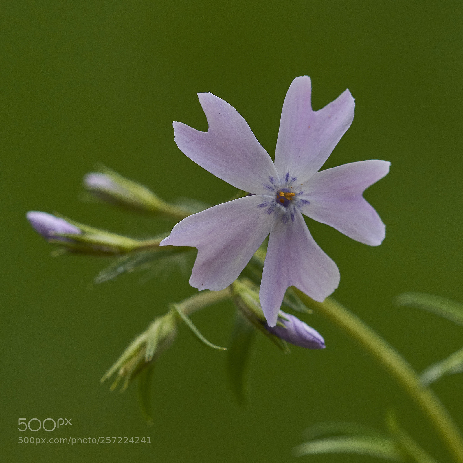 Nikon D7200 sample photo. Phlox photography