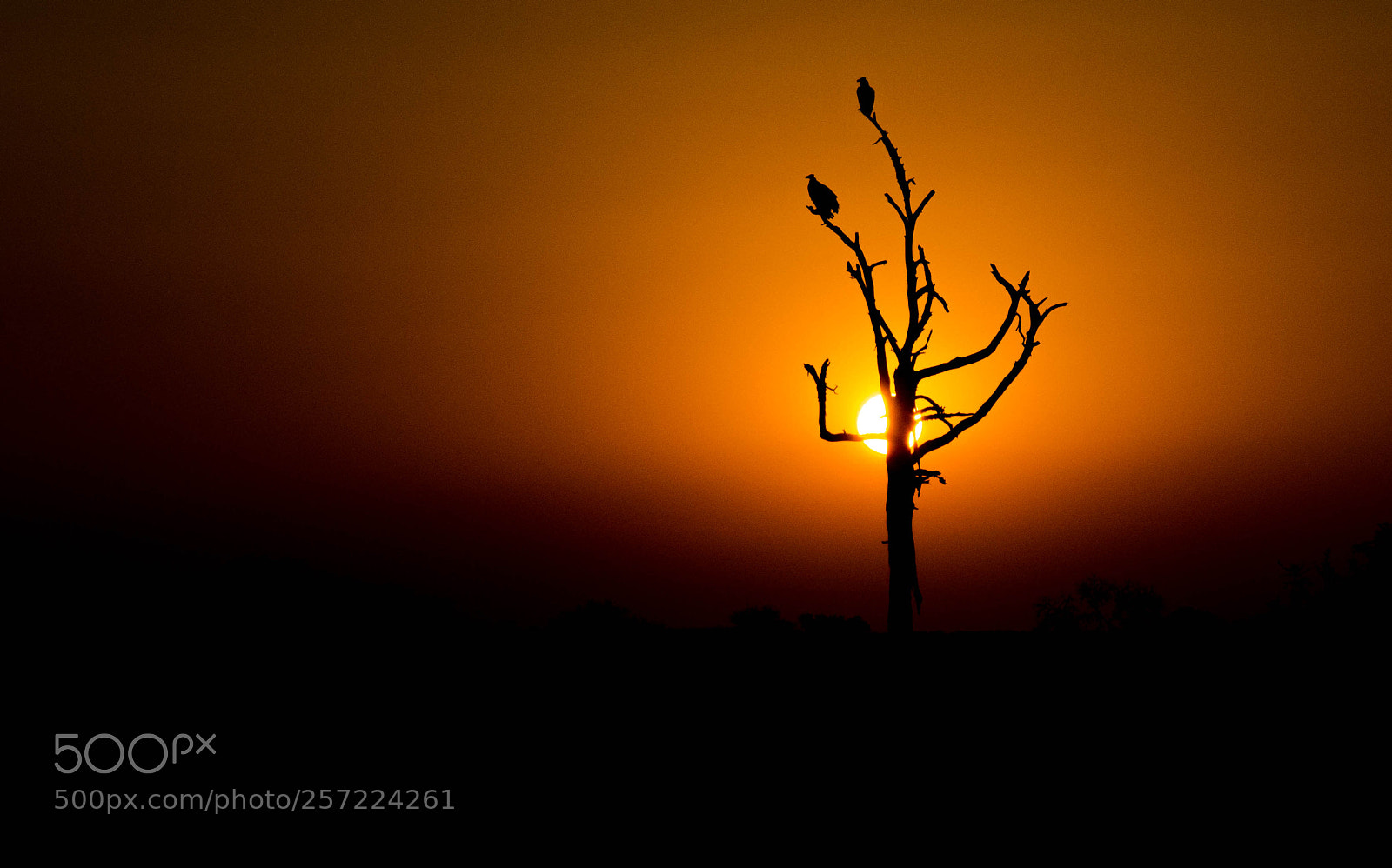 Nikon D5100 sample photo. Vultures sunset photography