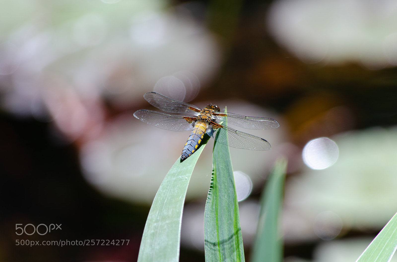 Nikon D5100 sample photo. Libelle photography