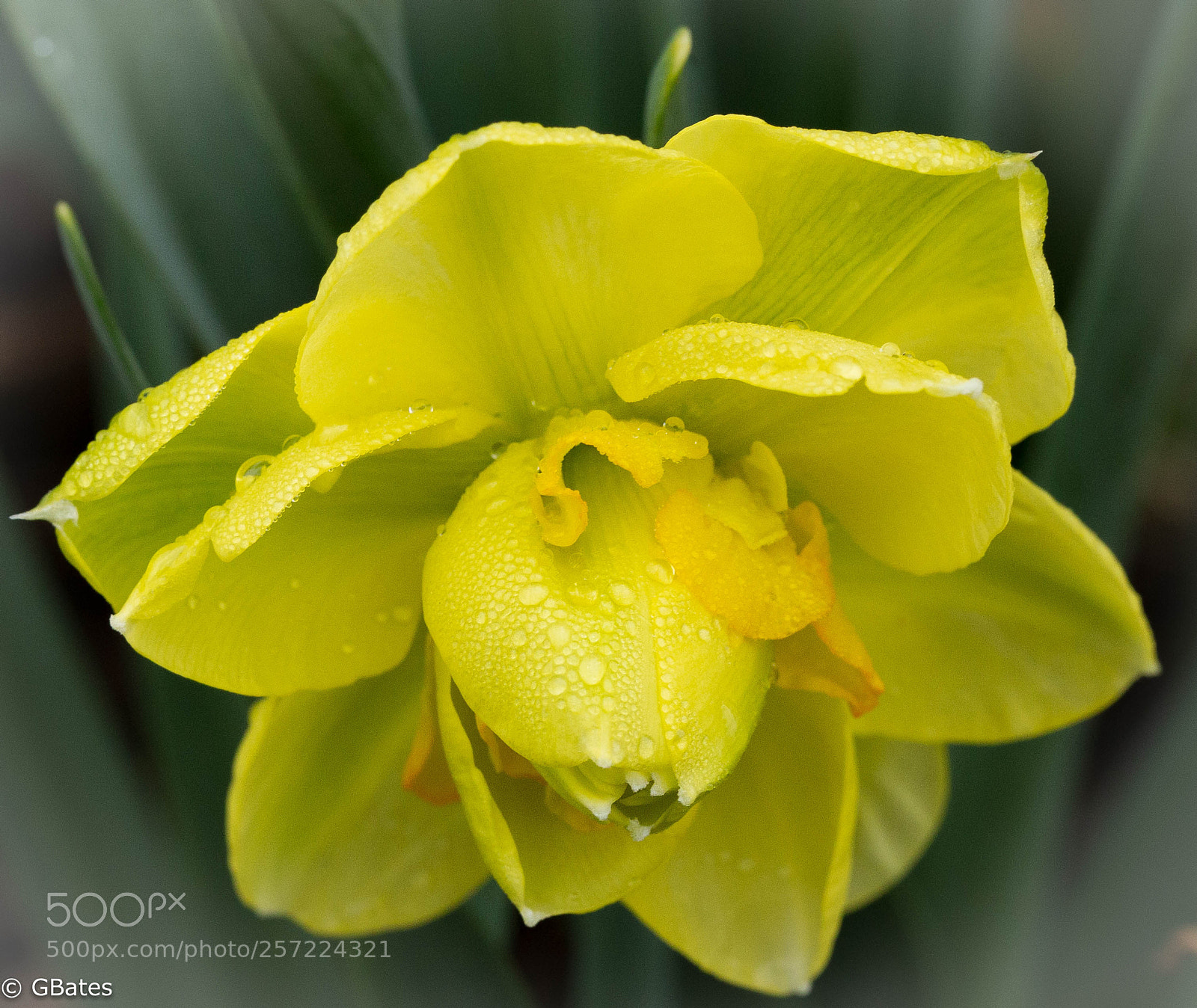 Canon EOS 6D sample photo. Spring bloom in rain photography