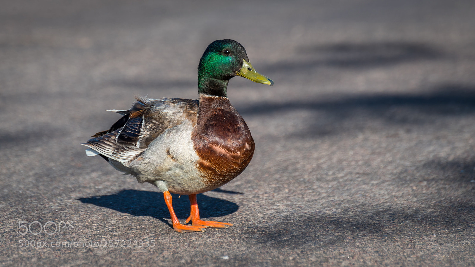 Nikon D750 sample photo. Rough mallard photography