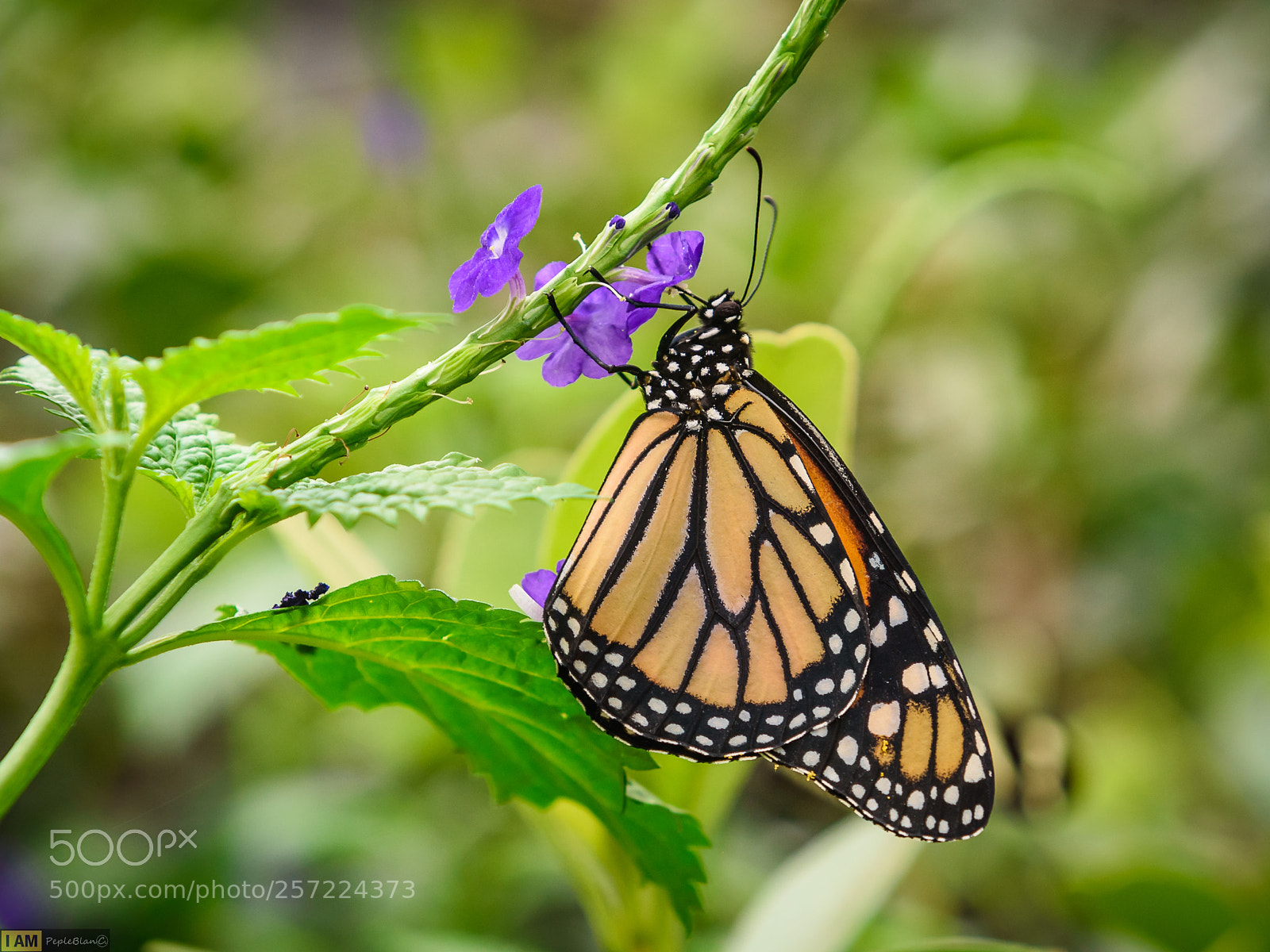 Nikon D750 sample photo. Tropical photography