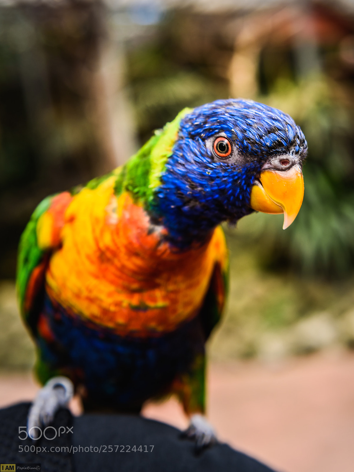Nikon D750 sample photo. Tropical photography