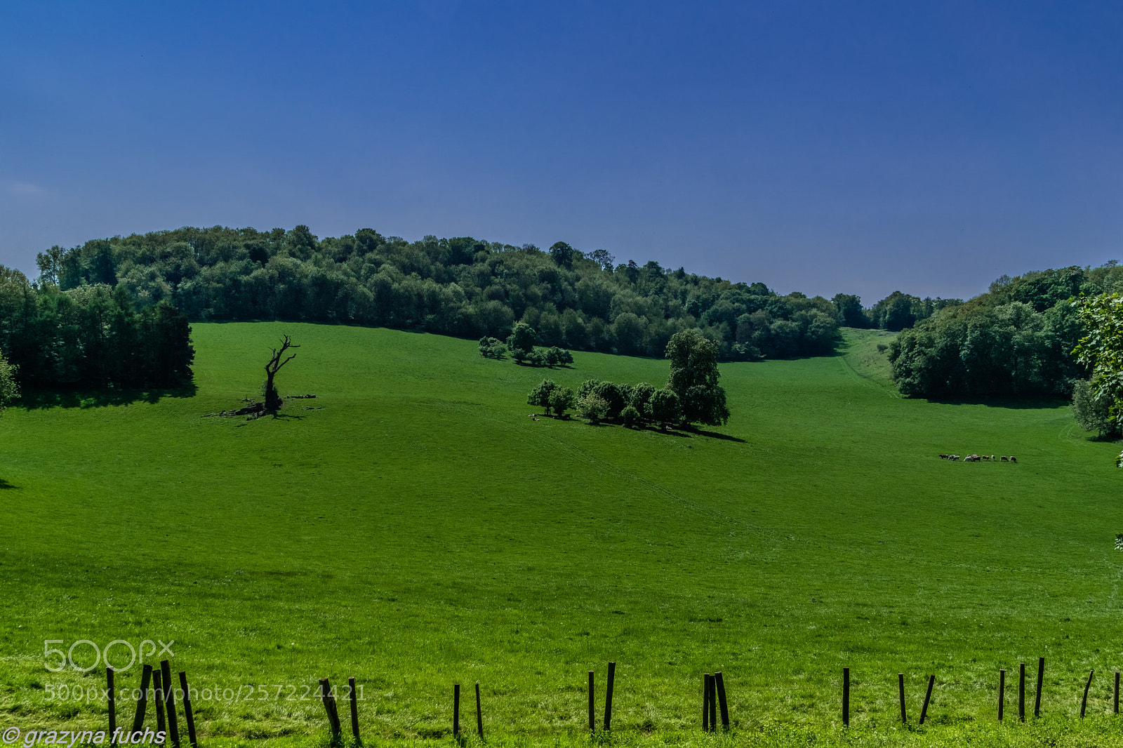 Nikon D3300 sample photo. Gatton park photography