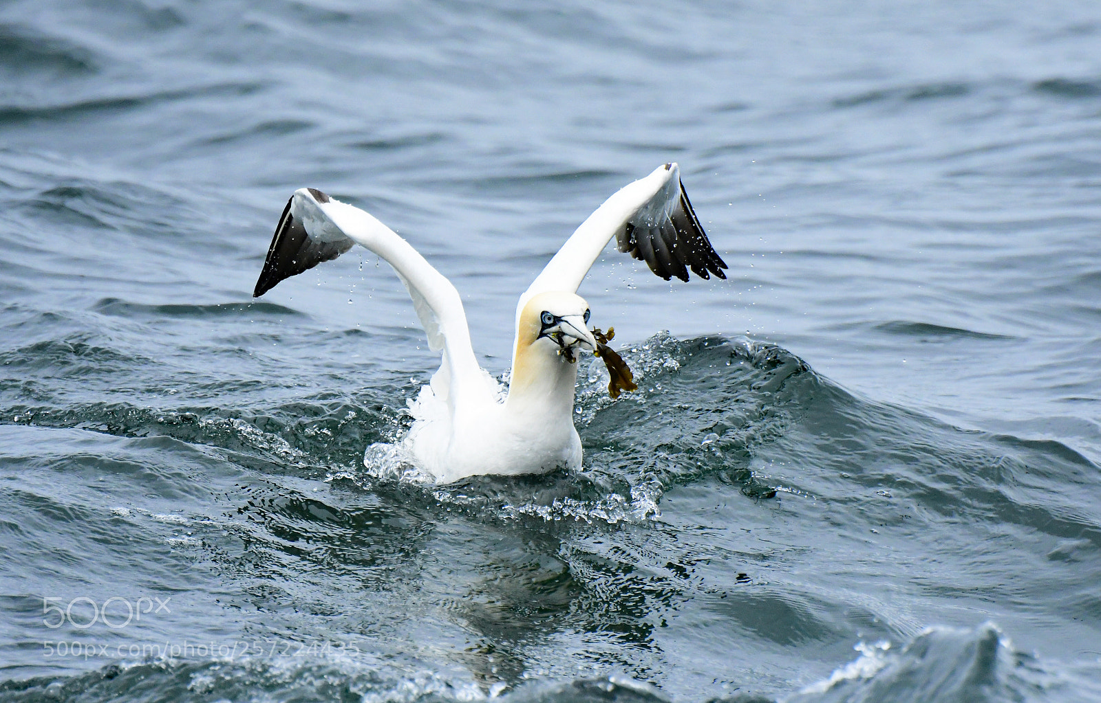 Nikon D500 sample photo. Gathering nesting material photography