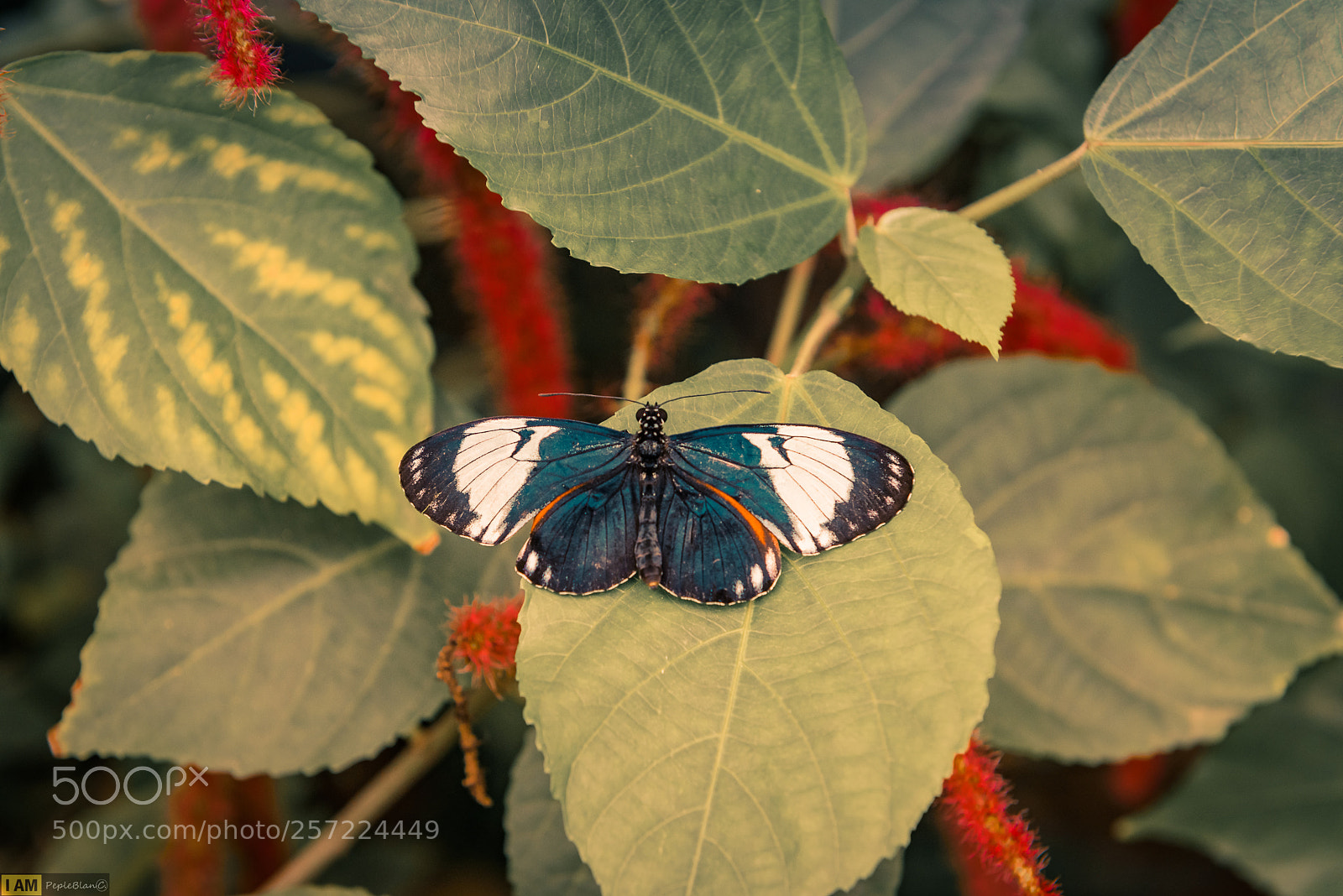 Nikon D750 sample photo. Tropical photography