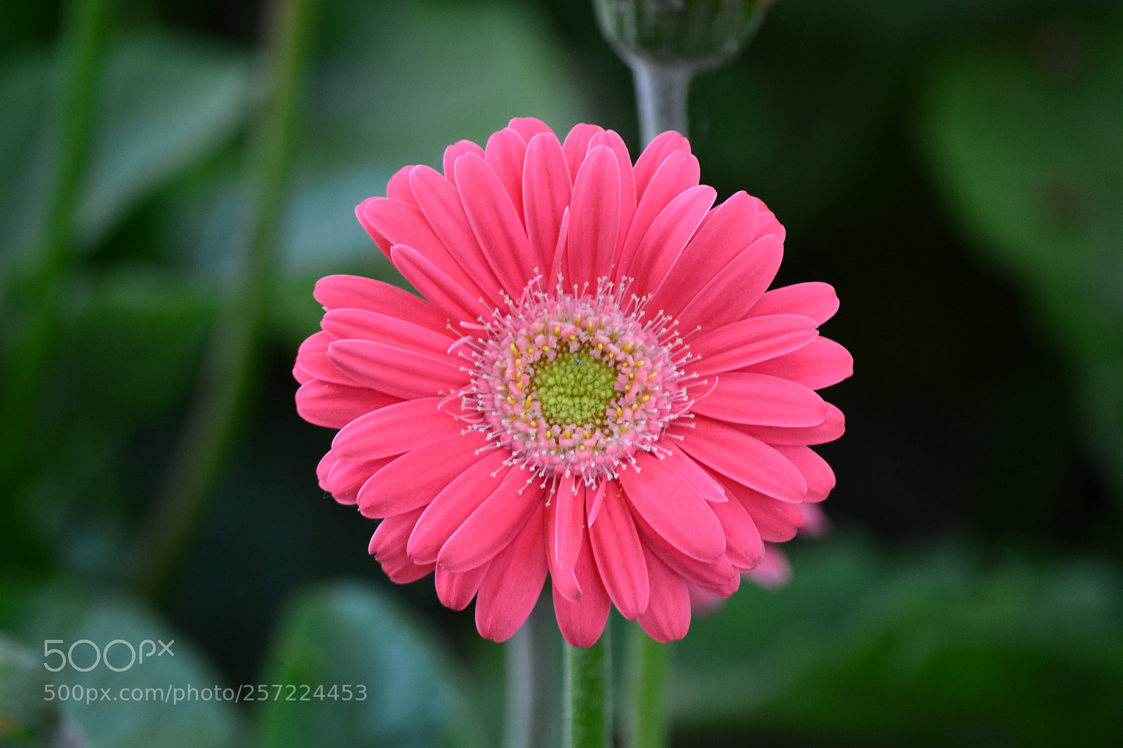 Nikon D3100 sample photo. Pretty in pink ❤  photography