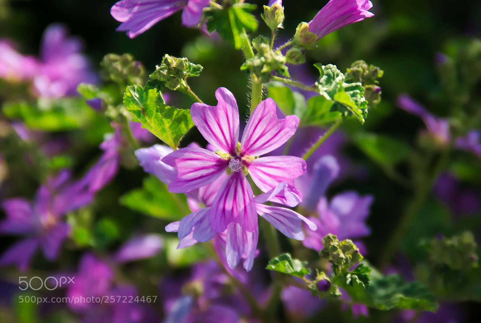 Pentax K10D sample photo. Color joyfulness... photography