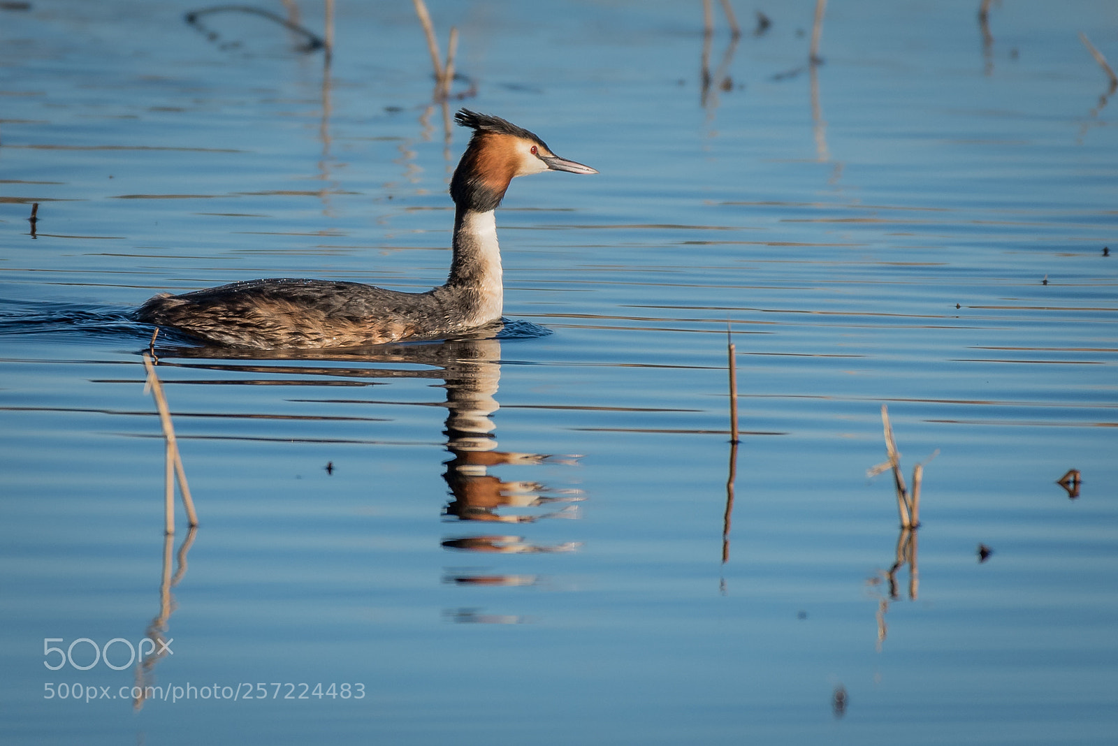Nikon D750 sample photo. Grebe photography
