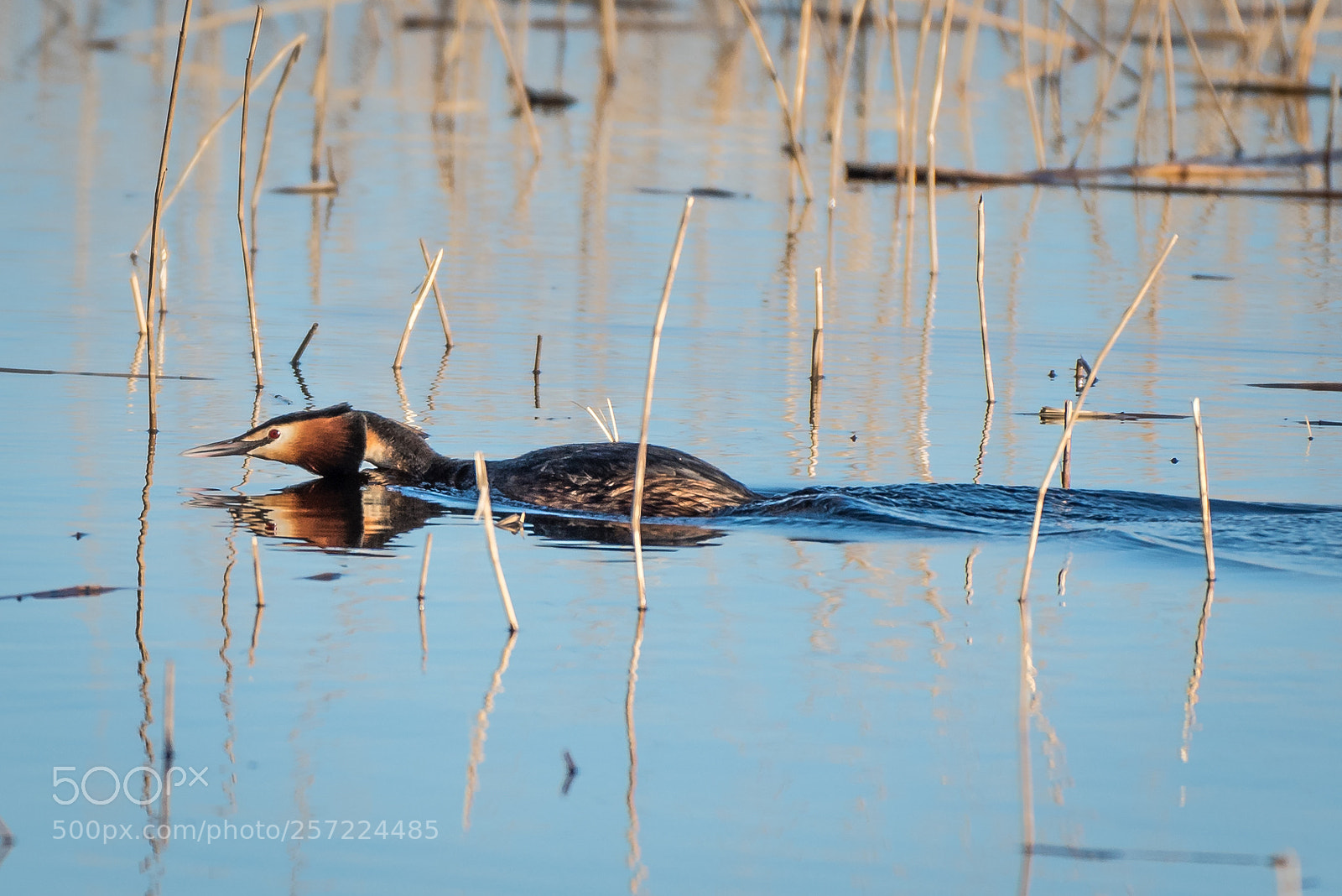 Nikon D750 sample photo. Grebe photography