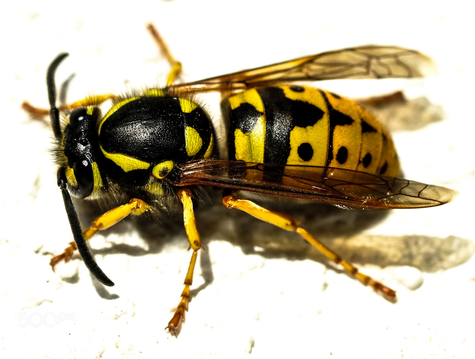 Fujifilm X-T2 sample photo. Wasp photography