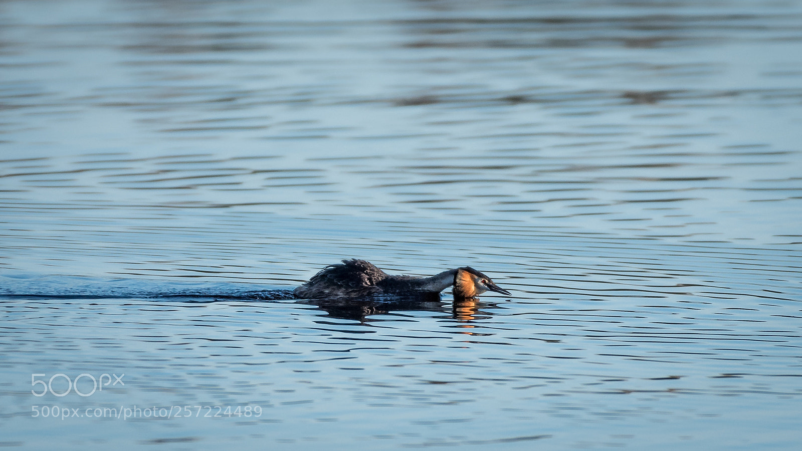 Nikon D750 sample photo. Grebe photography