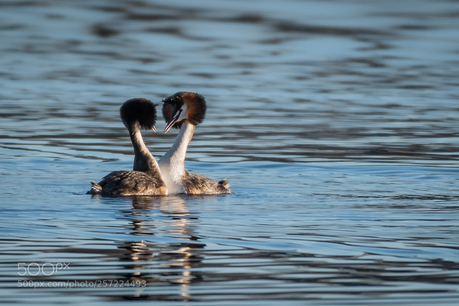 Nikon D750 sample photo. Grebe photography
