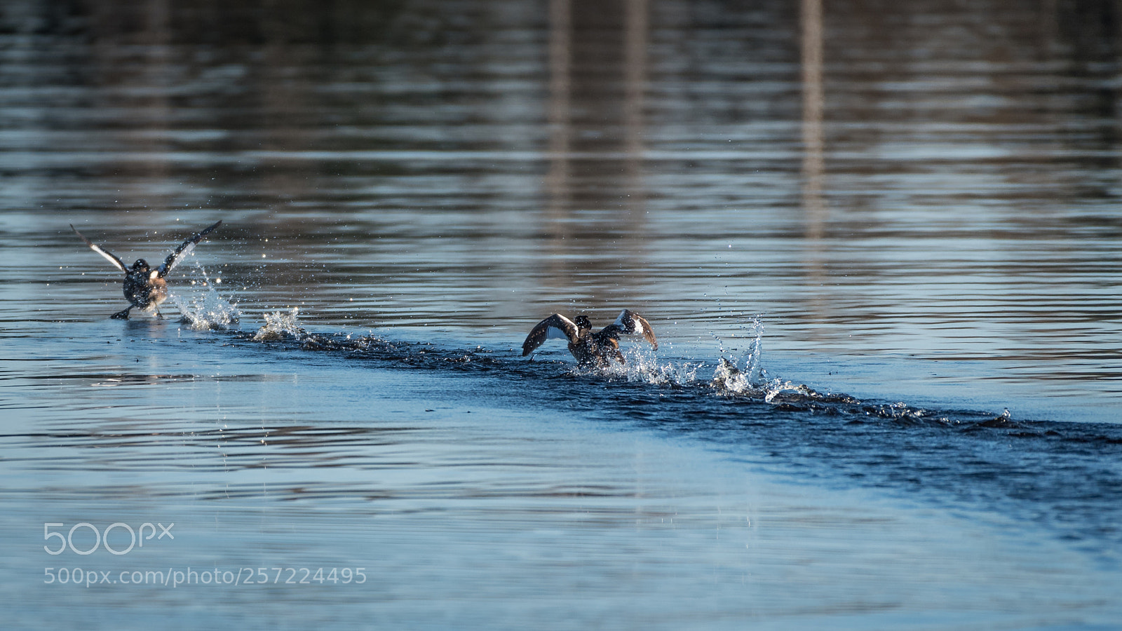 Nikon D750 sample photo. Grebe photography