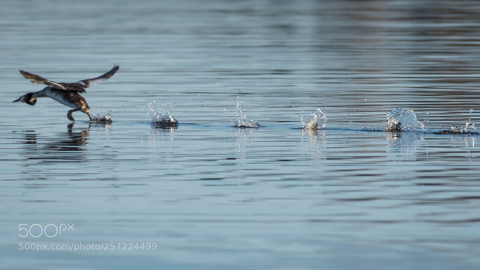 Nikon D750 sample photo. Grebe photography