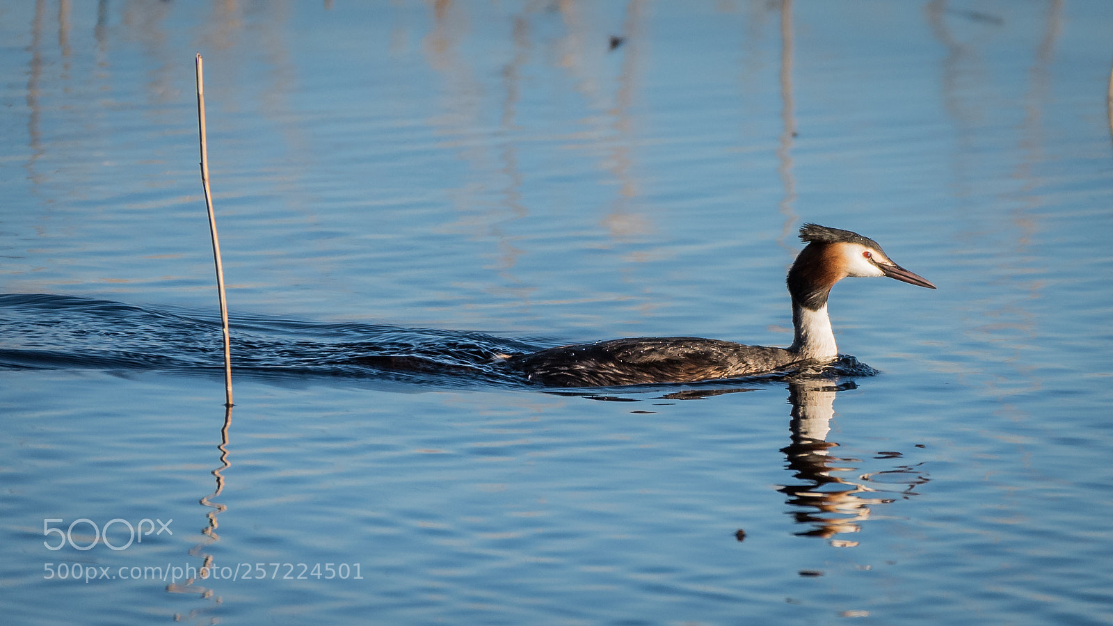 Nikon D750 sample photo. Grebe photography