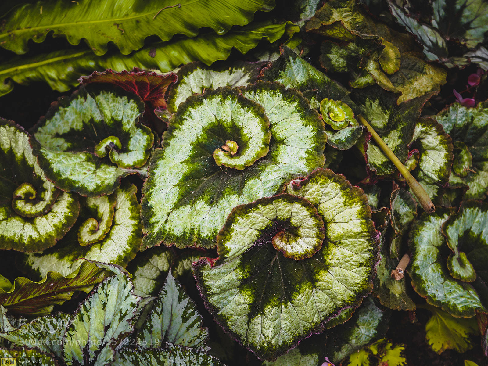 Nikon D750 sample photo. Tropical photography