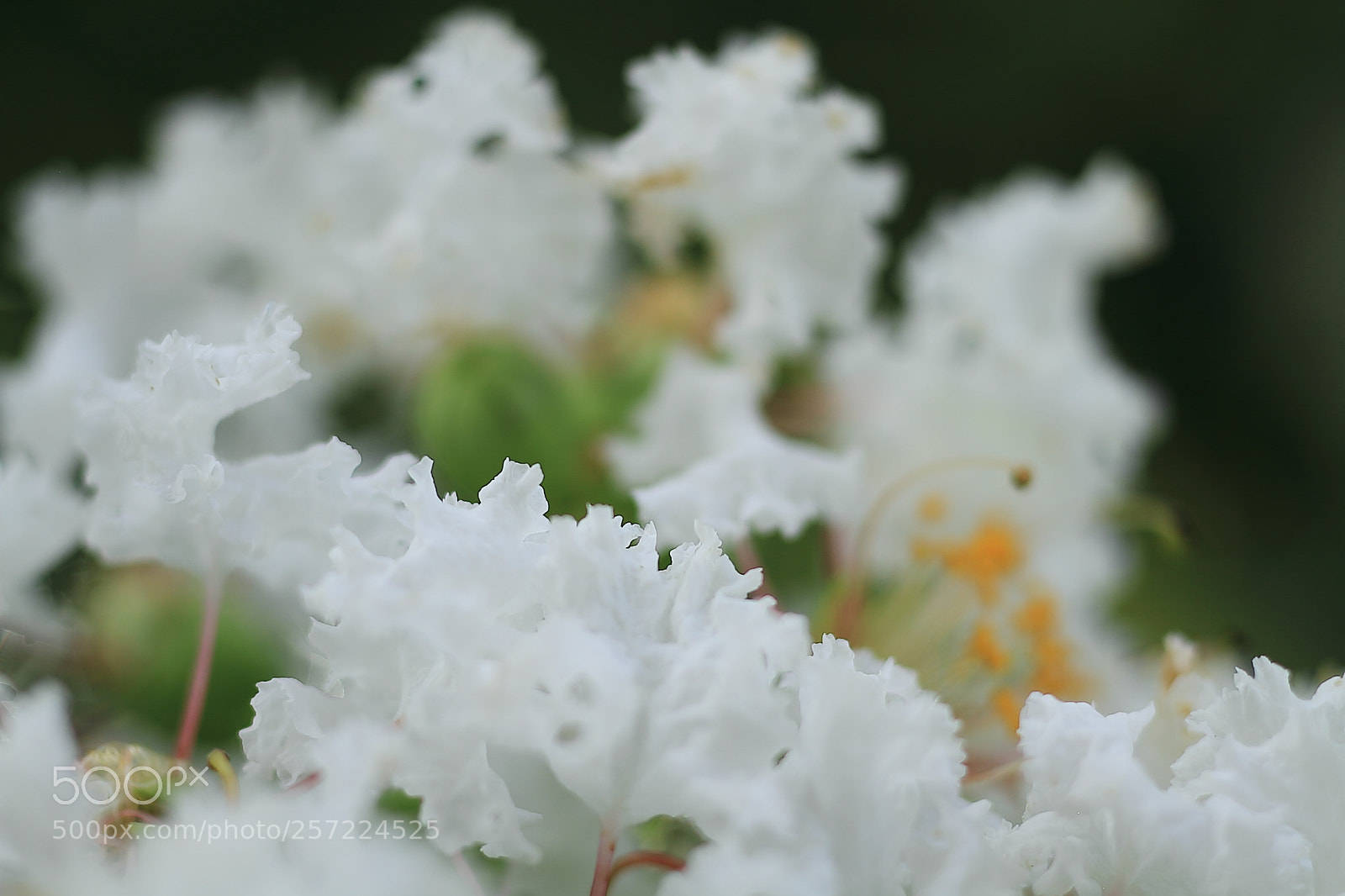 Canon EOS 7D + Canon EF 50mm F1.8 II sample photo. Wild plants photography