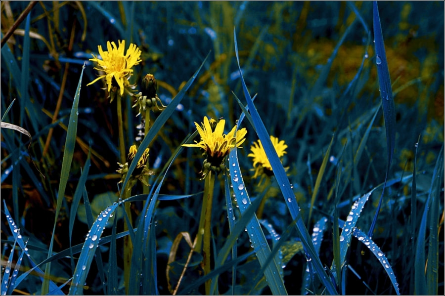 Sony Alpha a3000 + Sony E 18-55mm F3.5-5.6 OSS sample photo. Blue grass, yellow flowers and some water photography