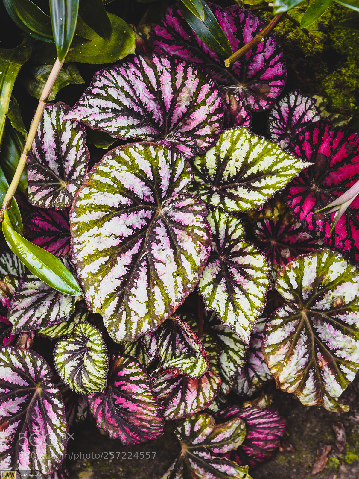 Nikon D750 sample photo. Tropical photography