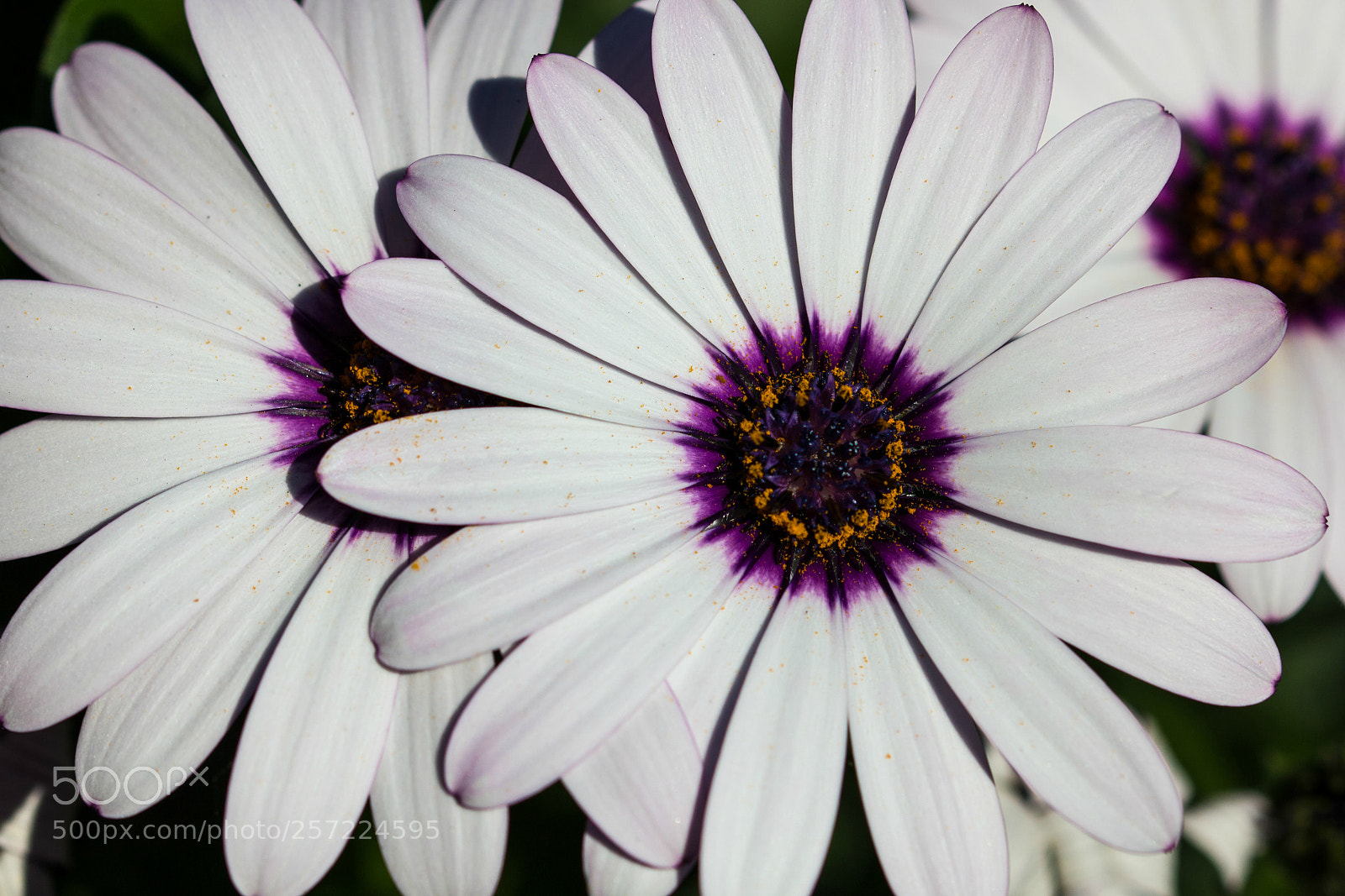 Canon EOS 550D (EOS Rebel T2i / EOS Kiss X4) sample photo. All of me.... photography