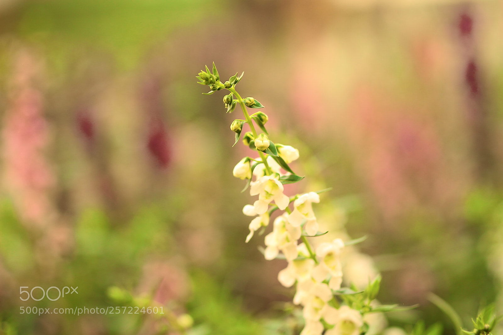 Canon EOS 7D + Canon EF 50mm F1.8 II sample photo. Wild plants photography