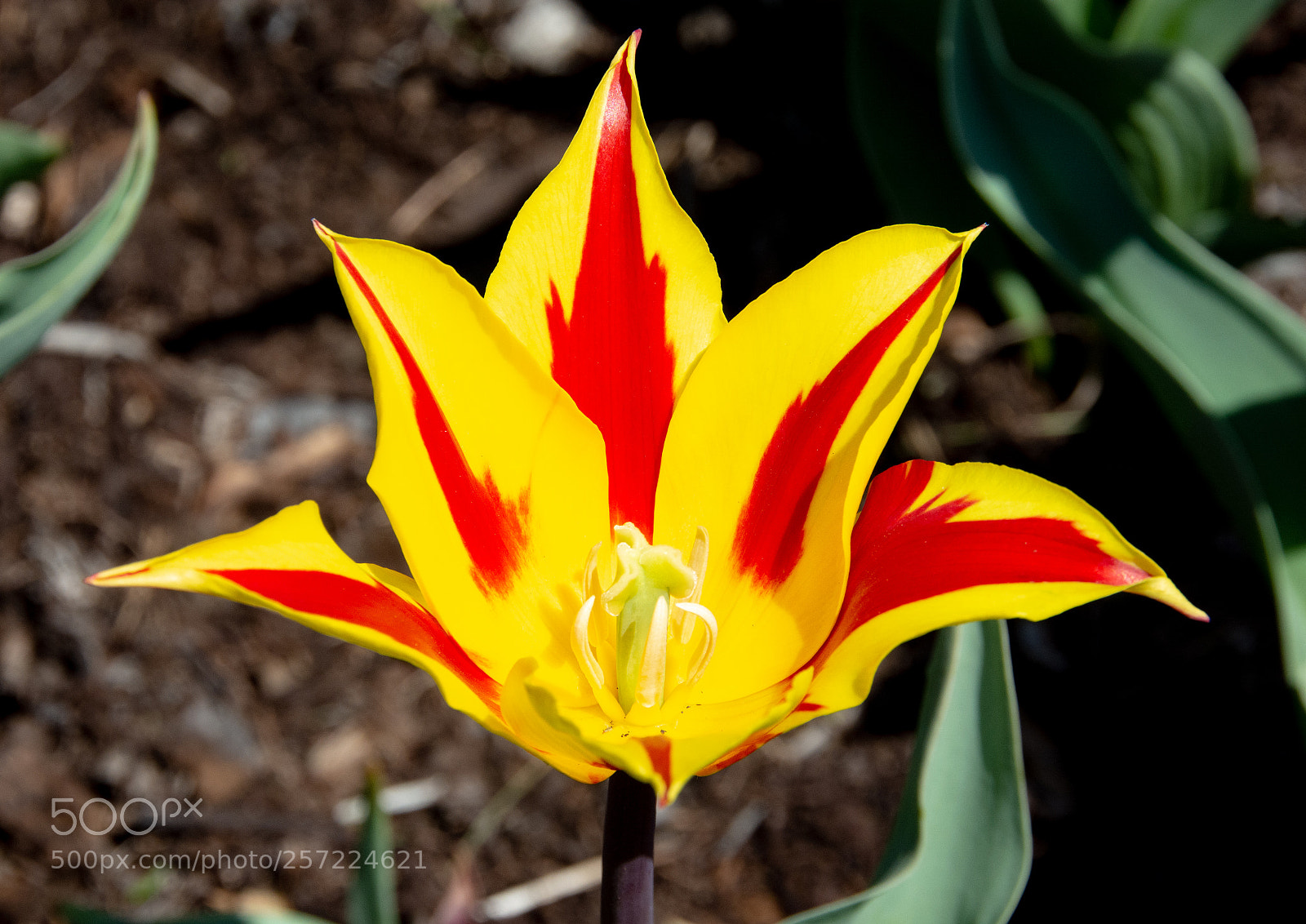 Nikon D7100 sample photo. Lily tulip photography