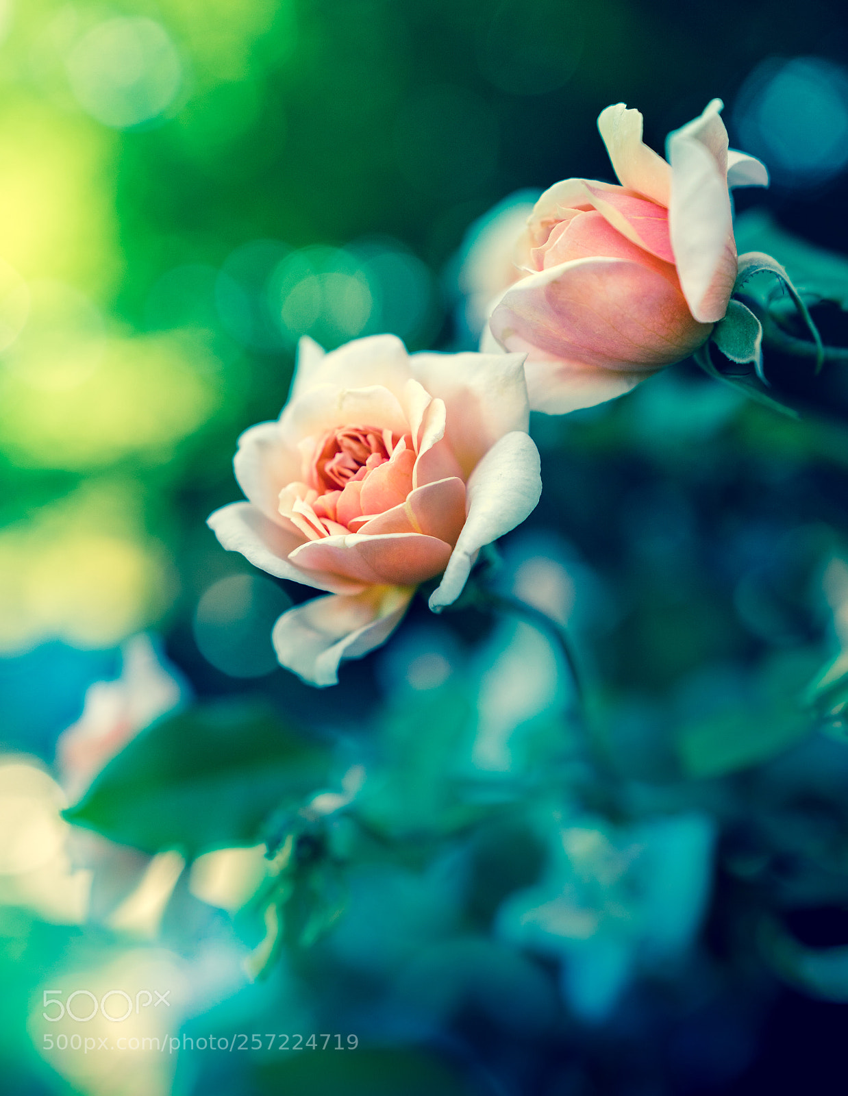 Sony a6300 sample photo. Roses photography