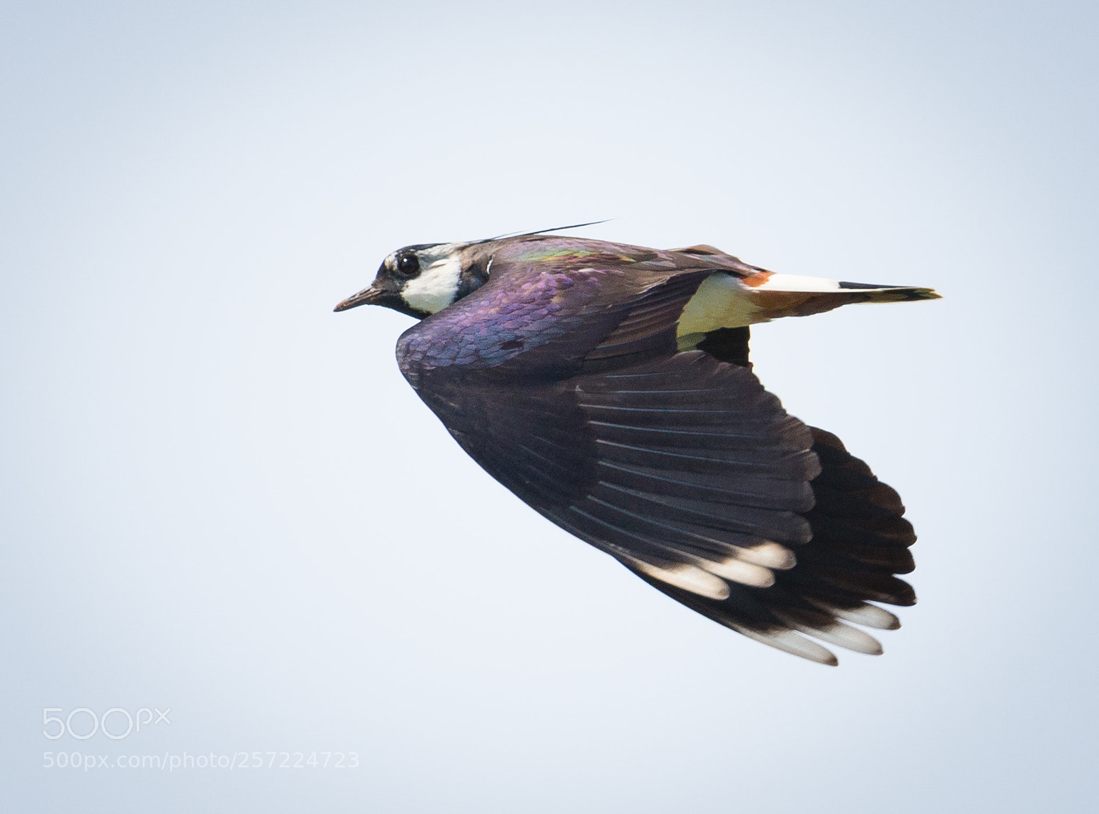 Nikon D800 sample photo. Lapwing in flight photography