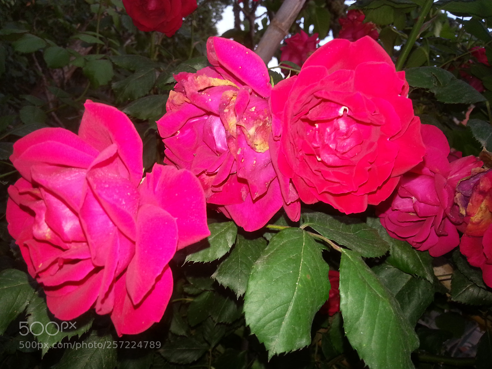 Samsung Galaxy S3 sample photo. Rose from heaven photography