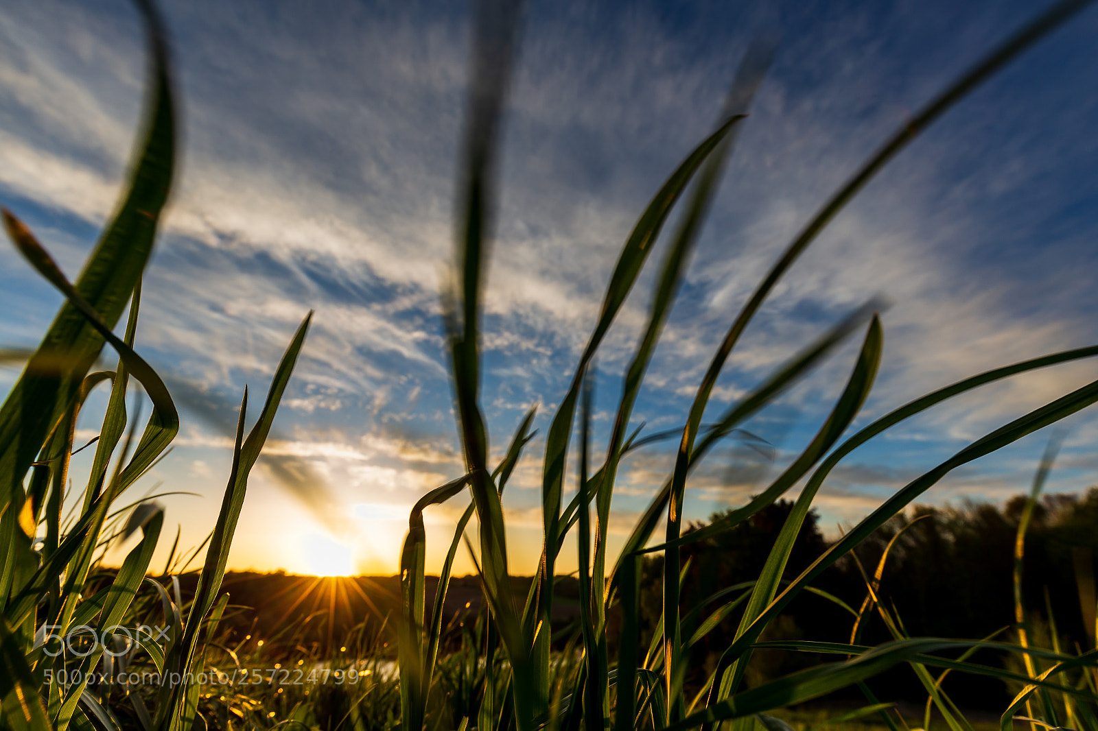 Canon EOS 6D sample photo. Grass photography
