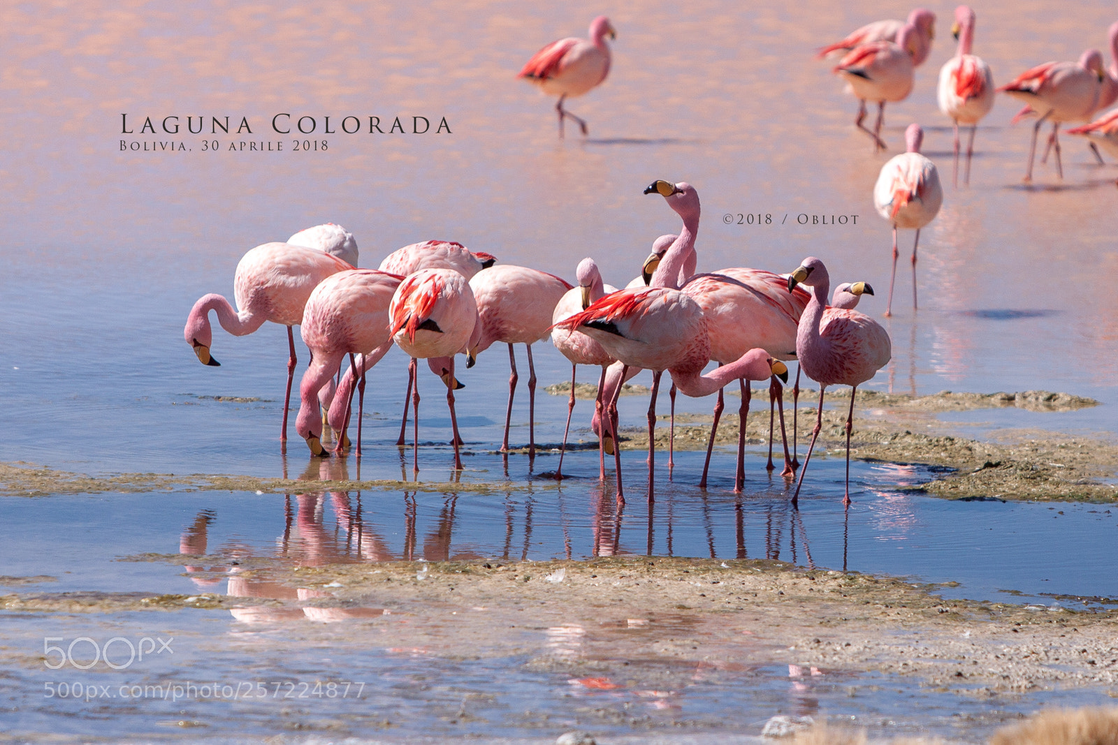 Canon EOS 50D sample photo. Laguna colorada photography