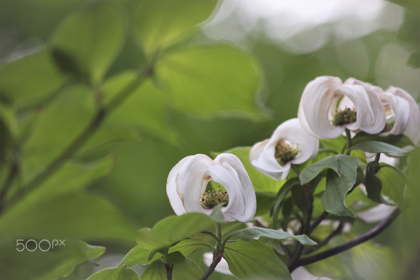 Canon EF-S 55-250mm F4-5.6 IS II sample photo. Spring scenery photography