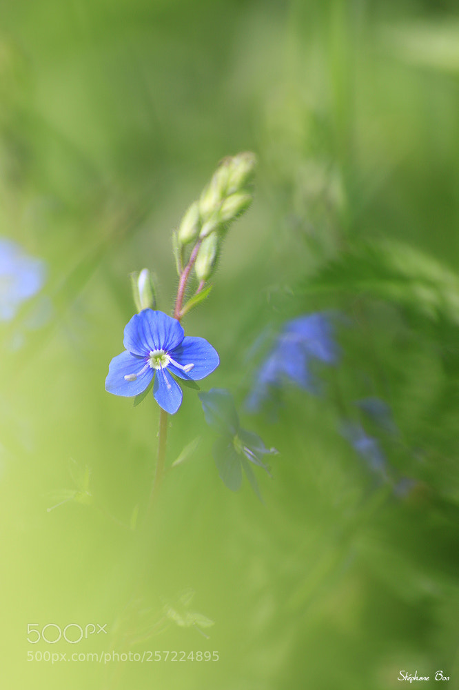 Canon EOS 70D sample photo. Eclat de bleu photography