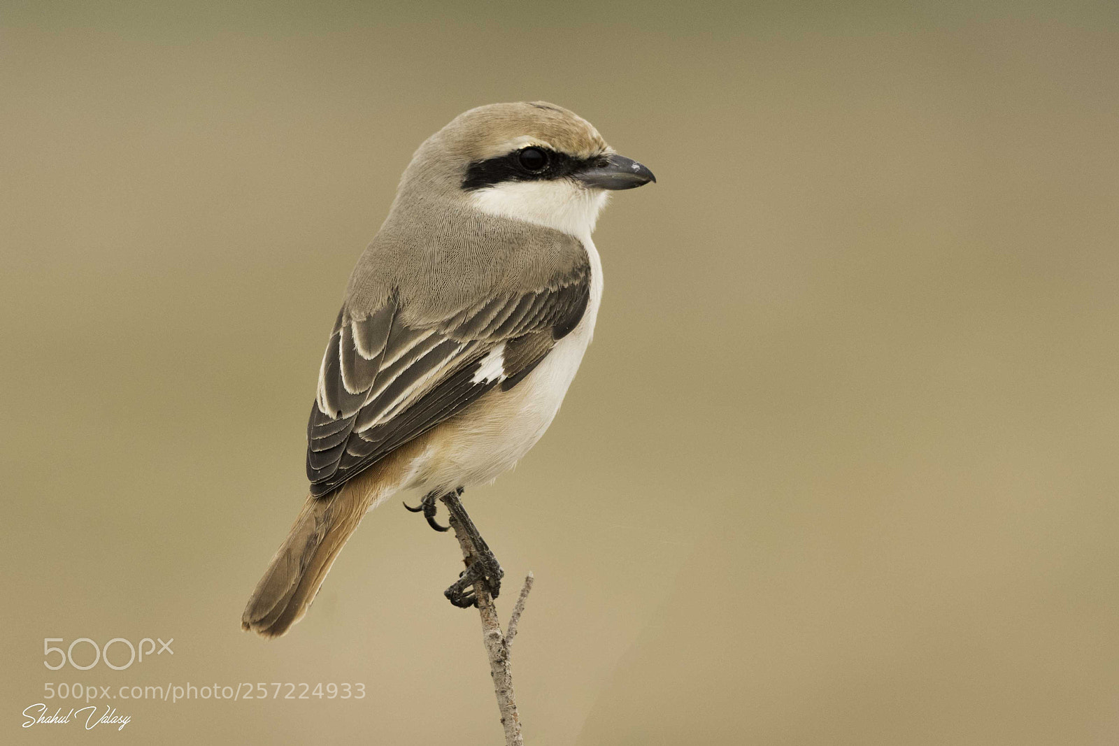 Nikon D500 sample photo. Red backed shrike photography