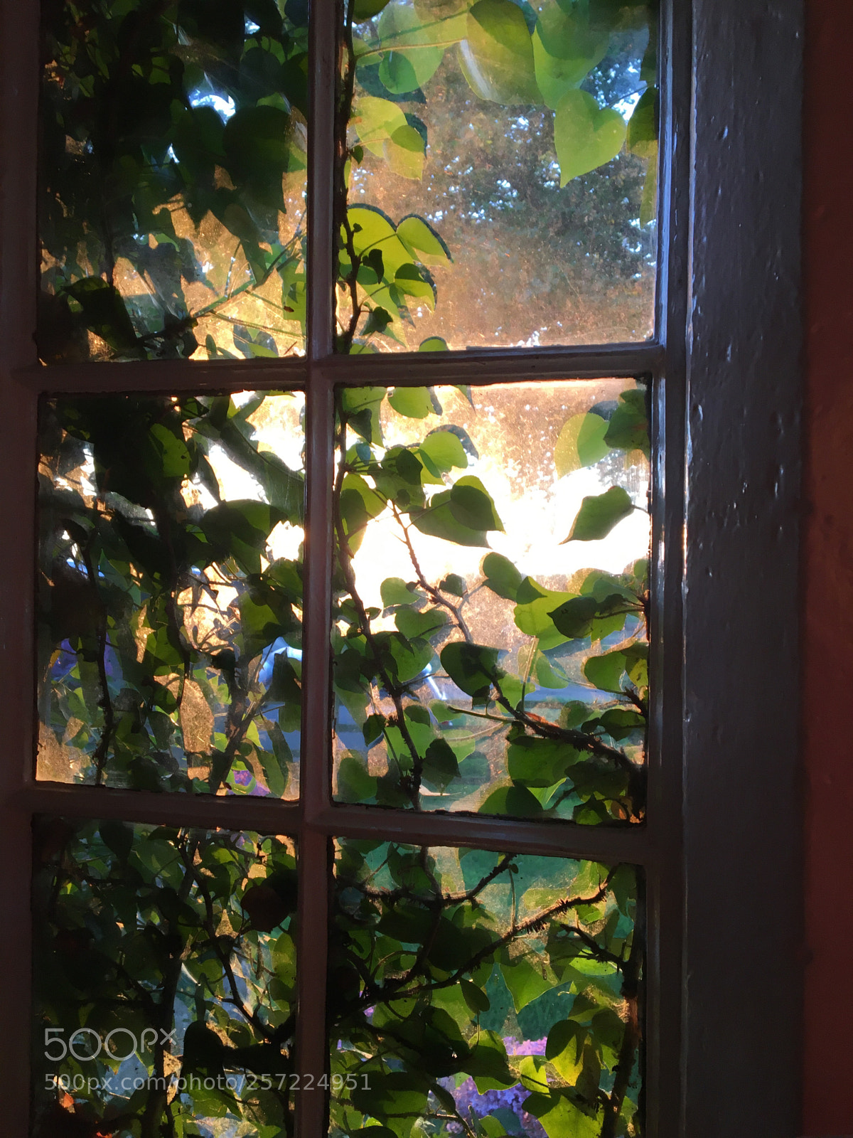 Apple iPhone 6s sample photo. Spring morning has broken.  photography