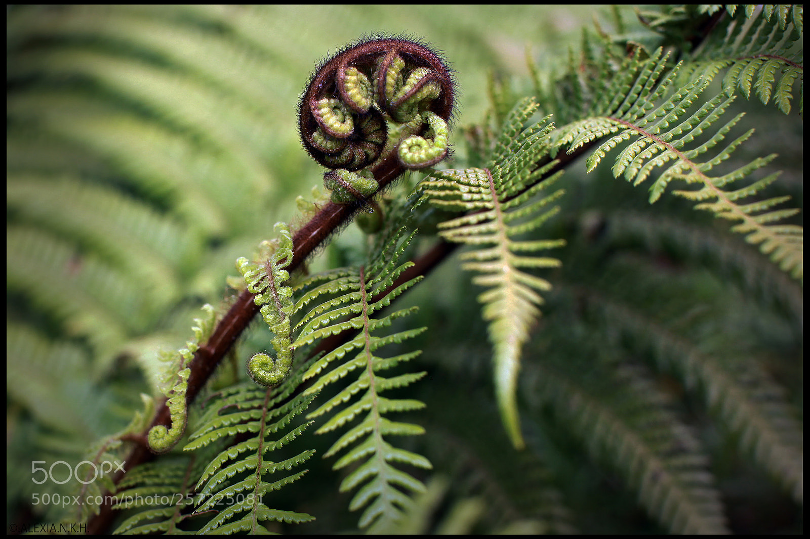 Canon EOS 5D Mark II sample photo. Baby fern photography
