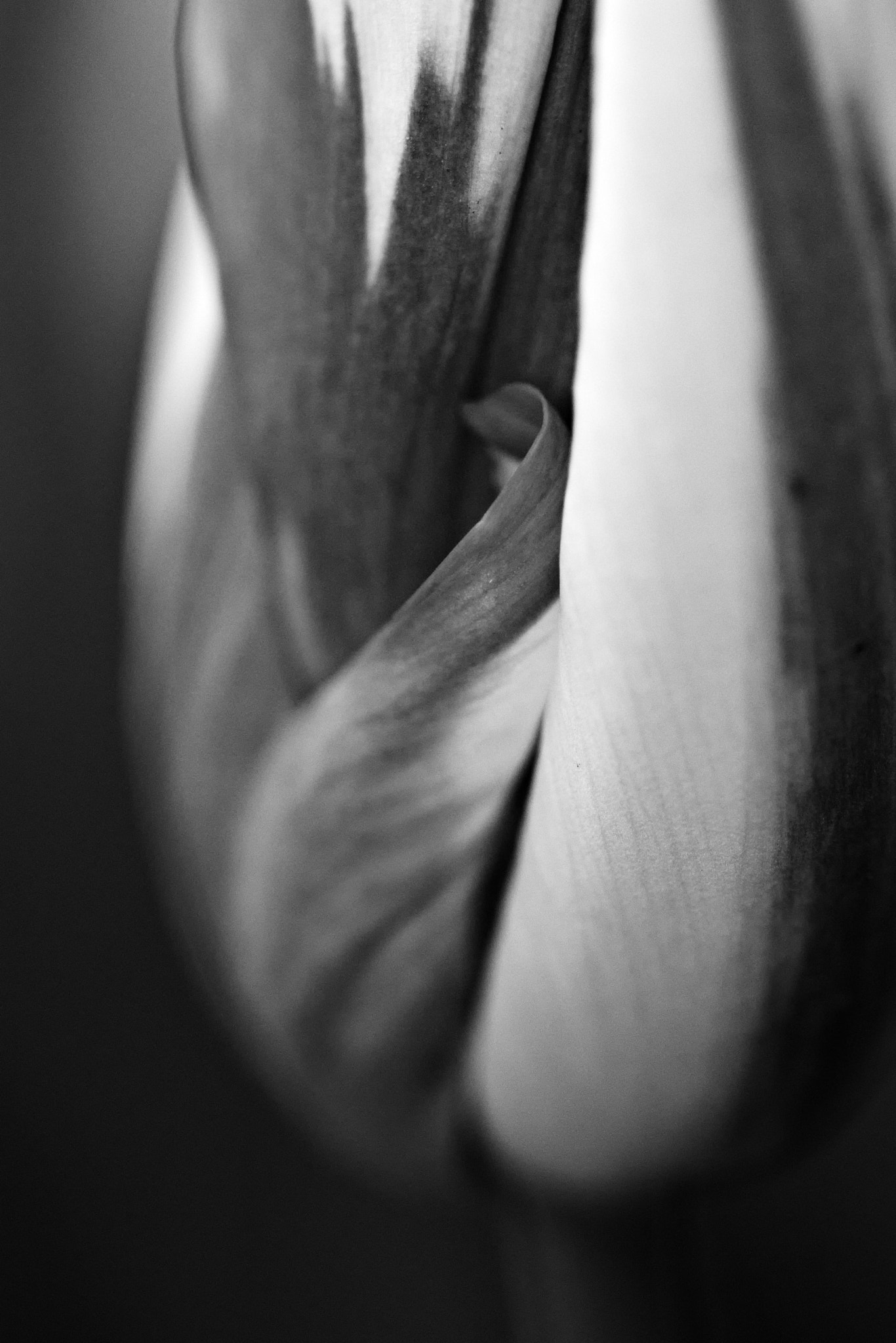 Nikon D5500 + Sigma 105mm F2.8 EX DG OS HSM sample photo. B & w tulip photography