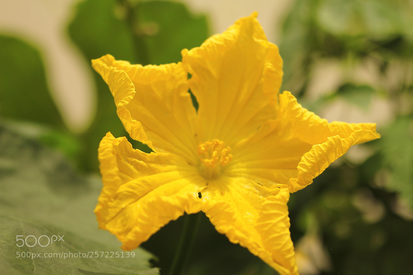 Canon EOS 7D + Canon EF 50mm F1.8 II sample photo. Pumpkin flower photography