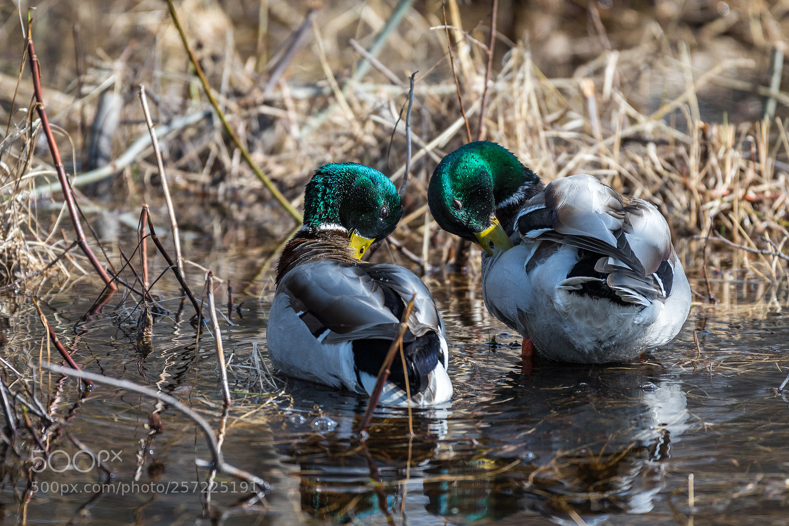 Nikon D750 sample photo. Mallard duck photography