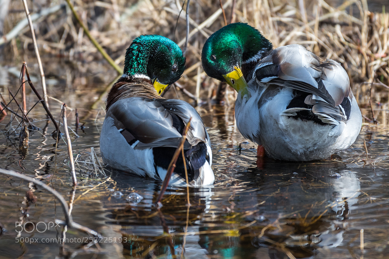 Nikon D750 sample photo. Mallard duck photography