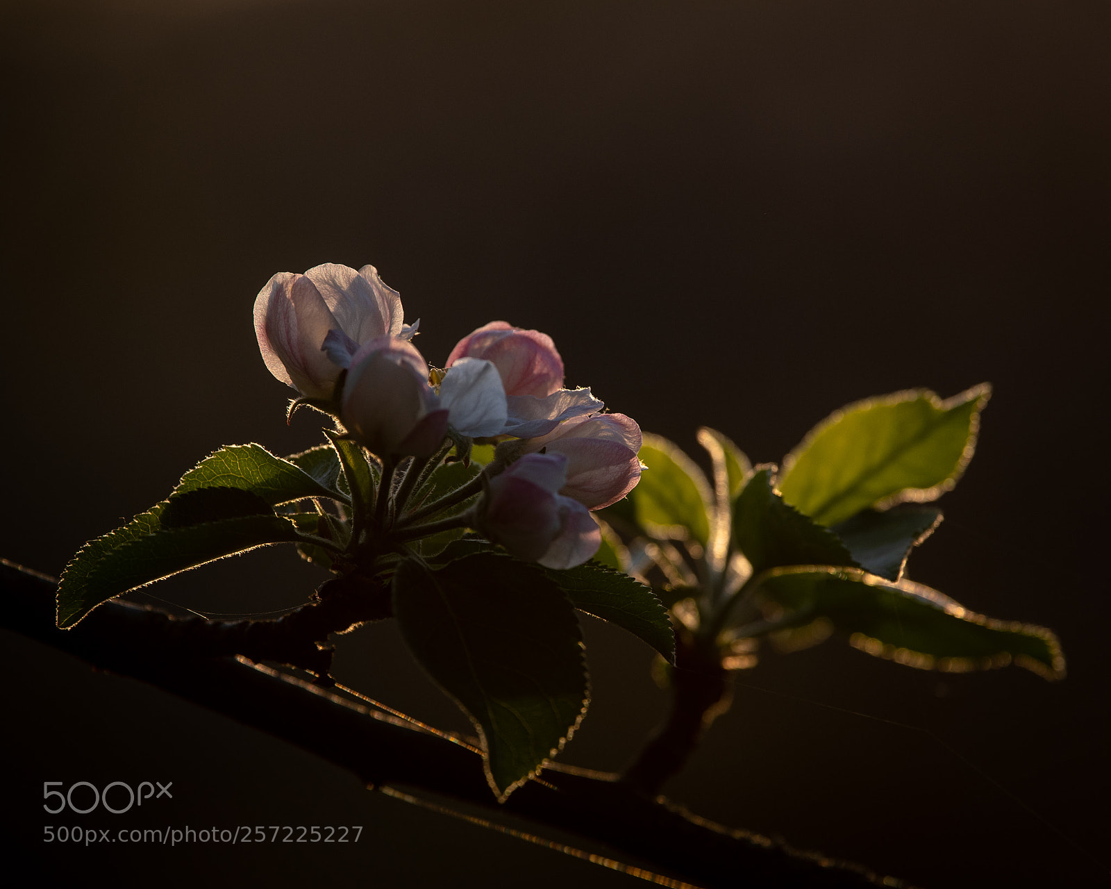 Nikon D500 sample photo. Apple blossom photography