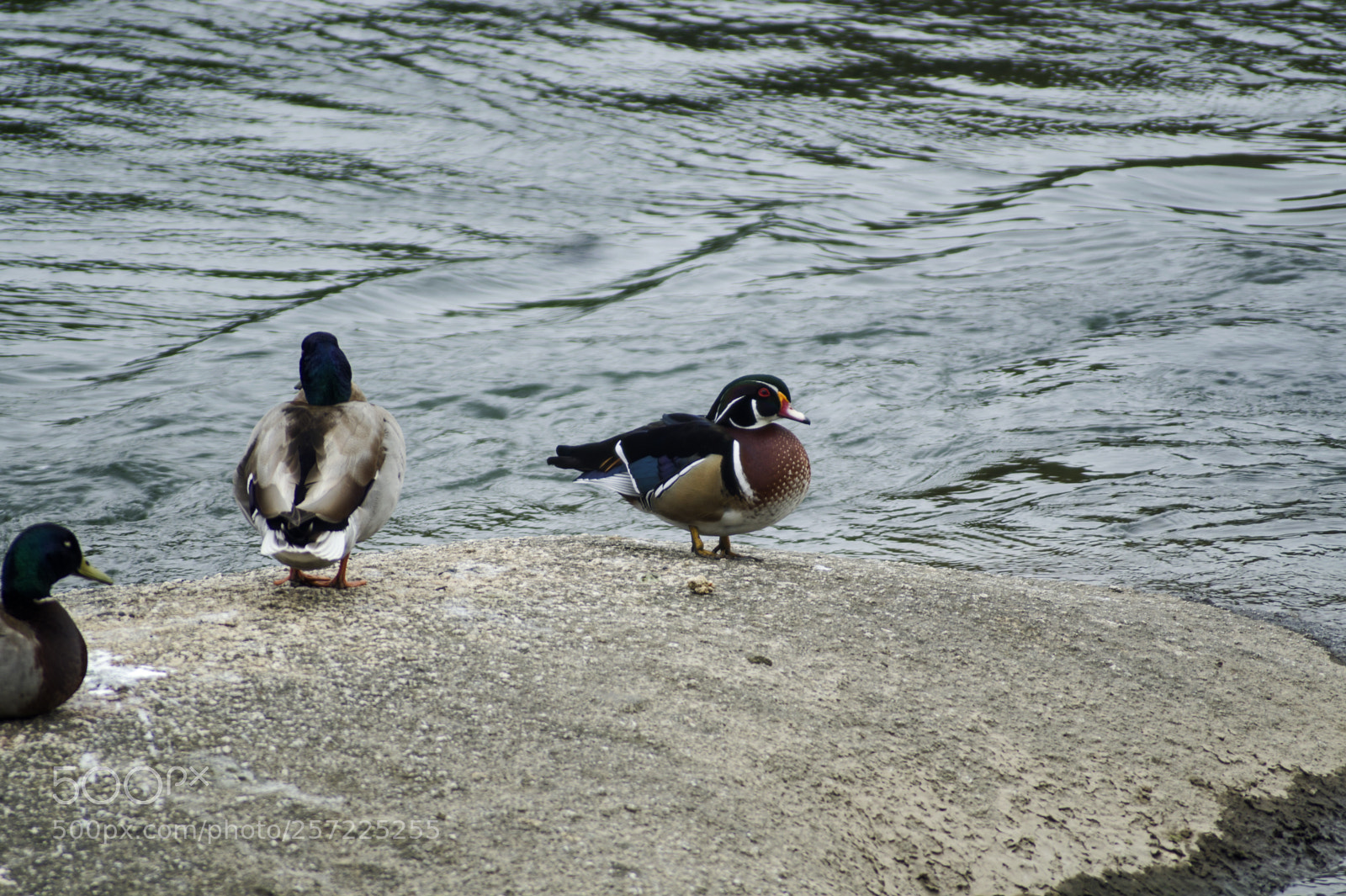 Sony SLT-A58 sample photo. Ducks photography
