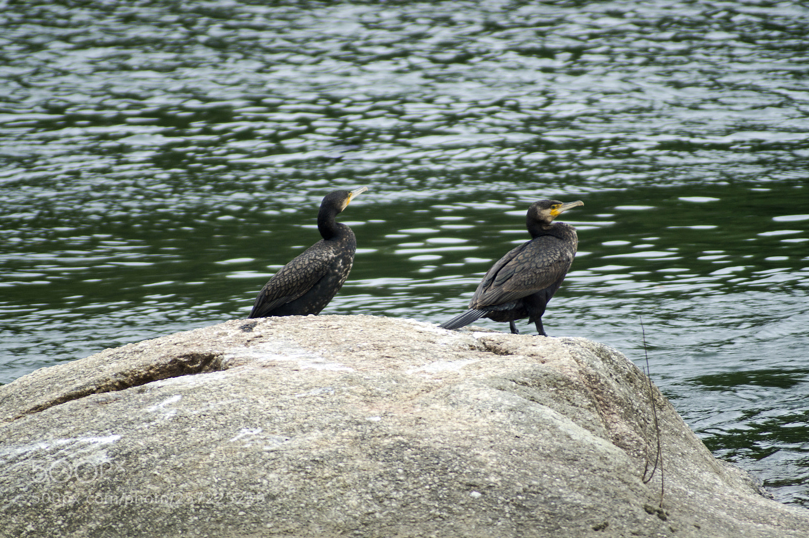Sony SLT-A58 sample photo. Great cormorants photography