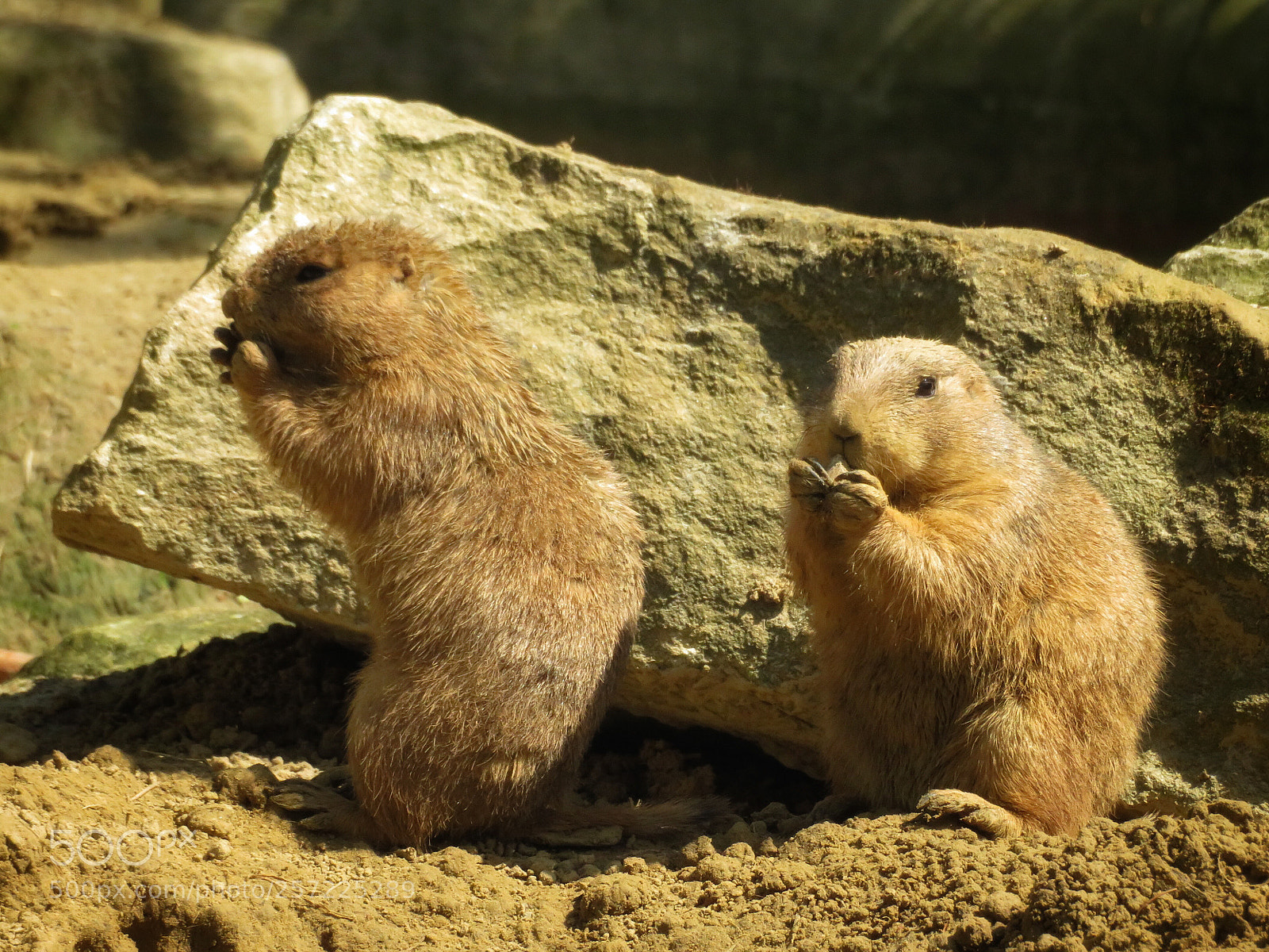 Canon PowerShot SX720 HS sample photo. Prairie dogs photography