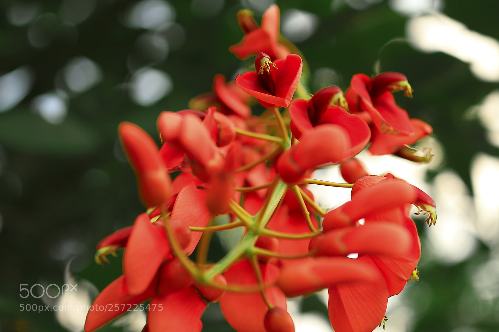 Canon EOS 7D + Canon EF 50mm F1.8 II sample photo. House plants photography