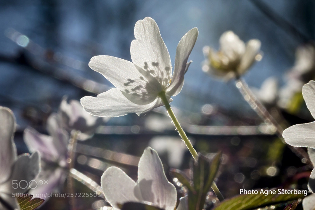 Canon EOS 70D sample photo. In the world of photography